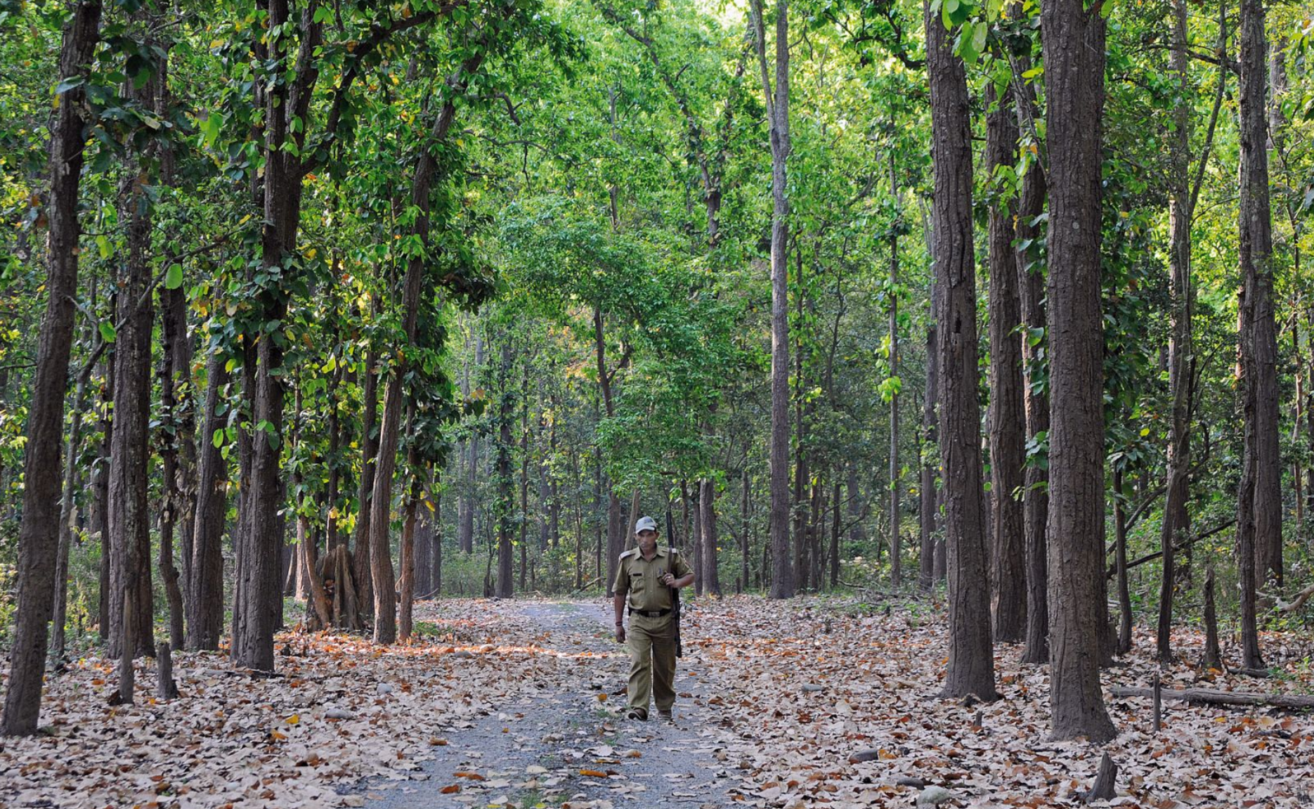 Forest ranger walking a leaf-covered path through a protected forest